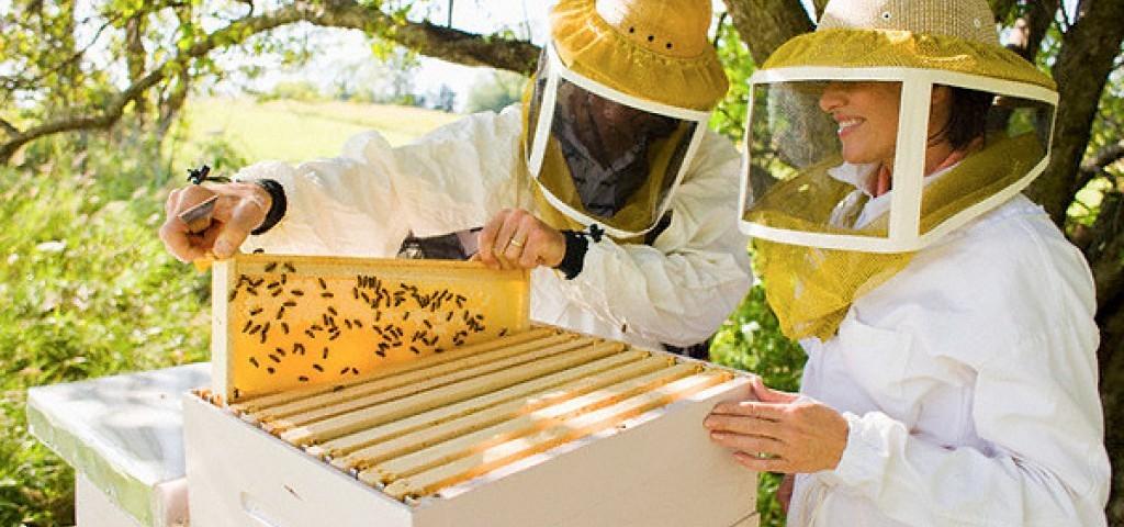 Новые законы для пчеловодов: пчеловодство 2021, советы для начинающих